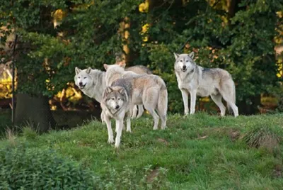 Produktbild von 3 D Ansichtskarte Wölfe, Wolf  Postkarte Wackelkarte Hologrammkarte Tier