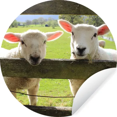 Produktbild von MuchoWow® Runde Wandtattoo - Wandsticker Tapete Aufkleber Schafe - Tiere - Bauernhof Ø 80 cm Selbstklebend und Repositionierbar - Wandaufkleber - Kreis - Mauerkreis - Wand Bilder - Wandsticker - Wohnzimmer Dekoration - Dekoration für die Wände - Aluminium - Babyzimmer