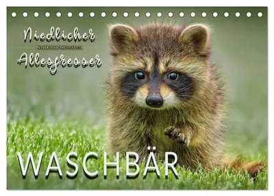 Produktbild von Waschbär - Niedlicher Allesfresser (Tischkalender 2027 DIN A5 quer), CALVENDO Monatskalender