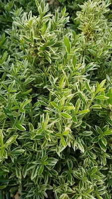 Image de Euonymus japonicus 'Microphyllus Albovariegatus' / Fusain du Japon