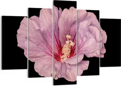 Produktbild von Bild auf Leinwand - Leinwandbild - 5 Teile - Hibiskus Blume Rosa - 150x100cm - Wand Bild - Wanddeko - Wandbilder - Leinwanddruck - Bilder - Wanddekoration - Leinwand bilder - Wandbild - EA150x100-4481