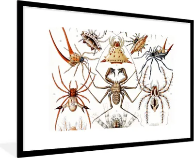 Produktbild von MuchoWow® Gerahmtes Poster Retro - Spinne - Ernst Haeckel - Spinnen 90x60 cm - Poster mit Schwarzem Bilderrahmen Wandposter Rahmen Foto Bilder - Wanddekoration - Fotos