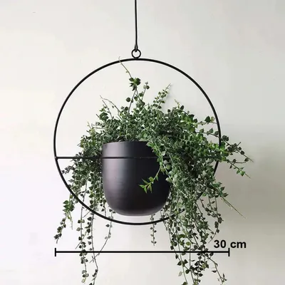 A black metal hanging planter with a green plant inside, against a white background.