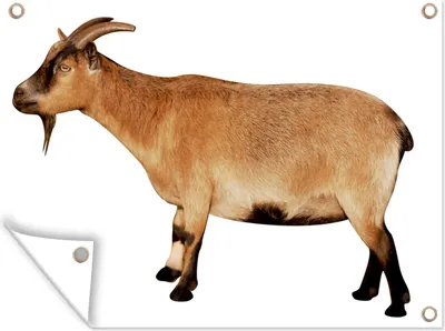 Produktbild von MuchoWow®