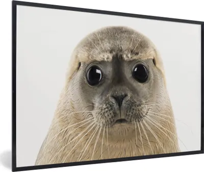 Produktbild von MuchoWow® Gerahmtes Poster Jungen - Robbe - Kinder - Mädchen - Tiere 30x20 cm - Poster mit Schwarzem Bilderrahmen Wandposter Rahmen Foto Bilder - Kunstdruck - Bild-Poster