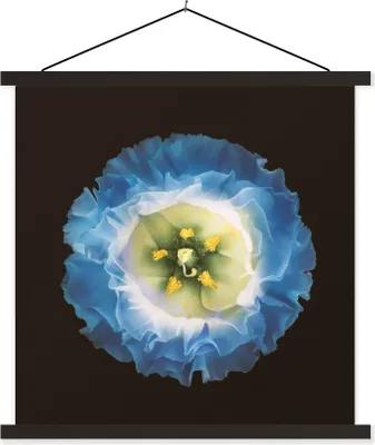 Produktbild von MuchoWow® Textilposter Eine Nahaufnahme einer blauen Blume auf schwarzem Hintergrund 60x60 cm mit schwarzem Rahmen - Posteraufhänger