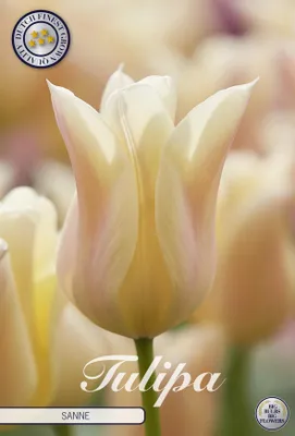 Artikelbild 2 von 'Tulpe Sanne (7 Stück)' aus der Kategorie Tulpenzwiebeln
