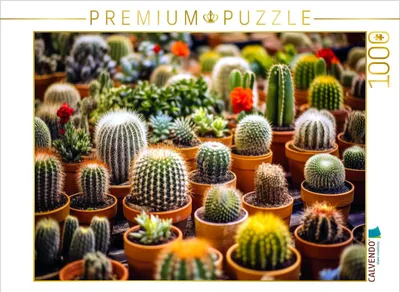 Produktbild von CALVENDO Puzzle Kaktuswunder | 1000 Teile Lege-Größe 64x48cm Foto-Puzzle für glückliche Stunden