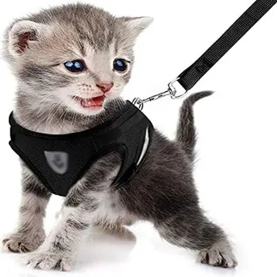 Immagine prodotto di Set guinzaglio e pettorina per gatti, pettorina antisfuggita, guinzaglio regolabile per gatti, pettorina per gatti, taglia S