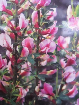 Produktbild von Chamaecytisus purpureus - Purpur-Ginster - duftend