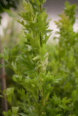 Produktbild von Quercus palustris 'Green Pillar', Sumpf-Eiche, säulenförmig, 100–125 cm