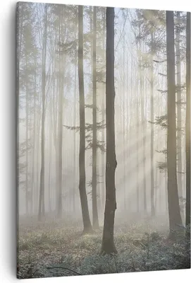 Produktbild von Bild auf Leinwand - Leinwandbild - Einteilig - Wald Baum Natur - 50x70cm - Wand Bild - Wanddeko - Wandbilder - Leinwanddruck - Kunstdruck - Wanddekoration - Leinwand bilder - Wandbild - PA50x70-3749