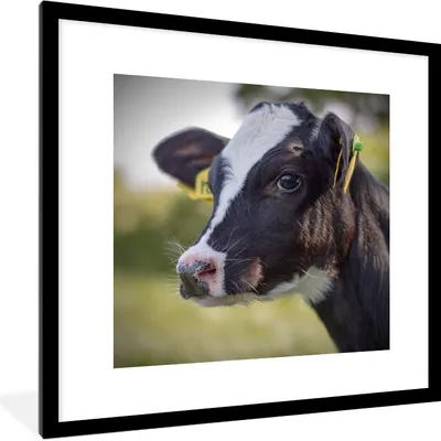 Produktbild von MuchoWow® Gerahmtes Poster Kuh - Kalb - Tiere - Bauernhof 40x40 cm - Poster mit Schwarzem Bilderrahmen Wandposter Rahmen Foto Bilder - Poster - Plakat im Rahmen