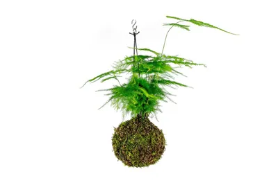 Obrázok produktu pre Gardners Kokedama Asparagus plumosus (L)