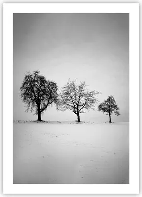 Produktbild von Poster - Poster ohne Rahmen - Winter Bäume Schnee - 50x70 cm - Wand Bild - Wanddeko - Wandbilder - Kunstposter - Wandposter - Bilder - Kunstdruck - Wanddekoration - Wandbild - P2XPA50x70-4958