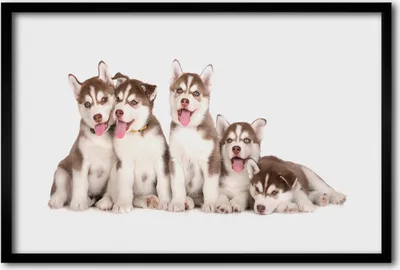 Produktbild von Bild 60x40 MDF-Rahmen, Wandkunst Husky Welpen