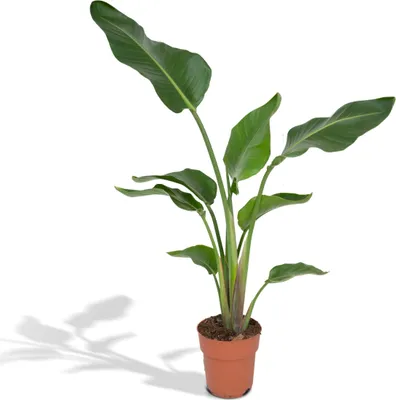 Image de Meergroothandel Strelitzia Nicolai (plante oiseau de paradis) - 80 cm, Ø19 cm
