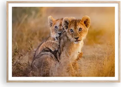 Produktbild von Gerahmtes Poster - Rahmen in heller Eiche - Löwe Natur Tier - 100x70 cm - Wand Bild - Wanddeko - Wandbilder - Wandposter - Bilderrahmen - Bilder - Kunstdruck - Wandbild - P2NAA100x70-3480