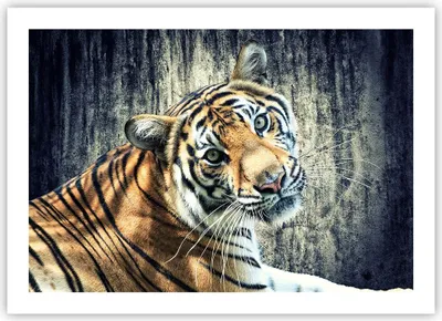 Produktbild von Poster - Poster ohne Rahmen - Indien stein tiger wild - 70x50 cm - Wand Bild - Wanddeko - Wandbilder - Kunstposter - Wandposter - Bilder - Kunstdruck - Wanddekoration - Wandbild - P2XAA70x50-2464