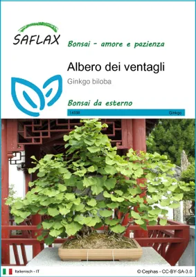 Immagine prodotto di SAFLAX  - Albero dei ventagli - 4 semi - Ginkgo