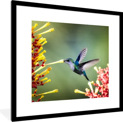 Produktbild von MuchoWow® MuchoWow® Gerahmtes Poster Purpurkronige Waldnymphe im Nationalpark von Costa Rica 40x40 cm - Poster mit zchwarzem Bilderrahmen - Poster - Plakat im Rahmen