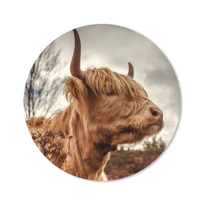 Produktbild von MuchoWow® Mauspad Mousepad Scottish Highlander - Strauch - Heidekraut 20x20 cm - Mousepads - Maus Mat - Pad - Mausunterlage - Schreibtischmatte