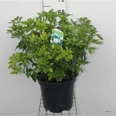 Image de Choisya ternata - Orangenblume 40- 60 cm Conteneur