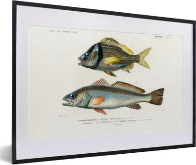 Produktbild von MuchoWow® Gerahmtes Poster Fisch - Jahrgang - Realismus 60x40 cm - Poster mit Schwarzem Bilderrahmen Wandposter Rahmen Foto Bilder - Schlafzimmer - Plakat in Rahmen - Drucken