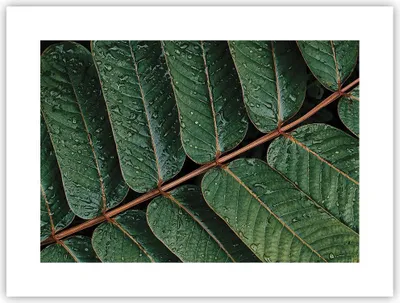 Produktbild von Poster - Poster ohne Rahmen - Tropfen Wasser Blätter - 40x30 cm - Wand Bild - Wanddeko - Wandbilder - Kunstposter - Wandposter - Bilder - Kunstdruck - Wanddekoration - Wandbild - P2XAA40x30-4328