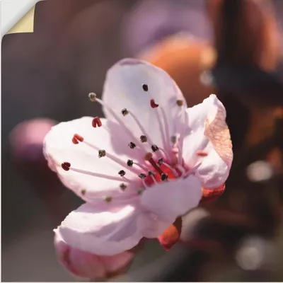 Produktbild von ARTland Wandbild, selbstklebend Kirschblüte I Größe: 50x50 cm