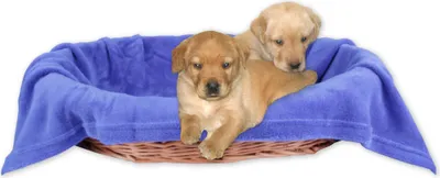 Immagine prodotto di Coperta per cani - coperta per animali, dimensioni: 60x80 cm, colore: blu