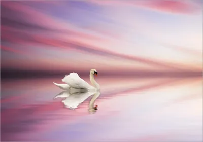 Produktbild von Wallario Poster - Weißer Schwan im rosafarbenen See, Kunstdruck Größe: 70 x 100 cm