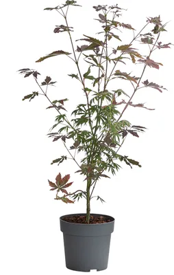 Produktbild von Dehner Fächerahorn Trompenburg, Acer palmatum, breit-rundlicher Wuchs, 40-60 cm exkl. Pflanztopf, 3 l Topf, Zierahorn