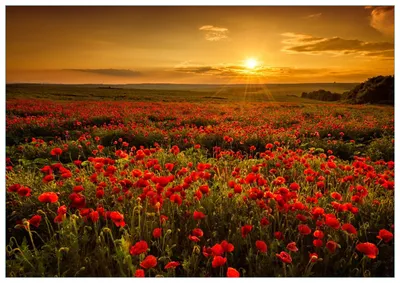 Produktbild von Wallario Premium Glasbild, freischwebende Optik, kräftige Farben, Größe 100 x 70 cm Motiv Mohnblumenwiese bei Sonnenuntergang am Abend