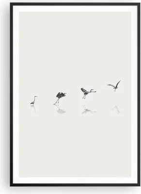 Produktbild von Gerahmtes Poster - Schwarzer Rahmen - Flug Vogel Reiher - 70x100 cm - Wand Bild - Wanddeko - Wandbilder - Kunstposter - Wandposter - Bilderrahmen - Bilder - Kunstdruck - P2BPA70x100-5096