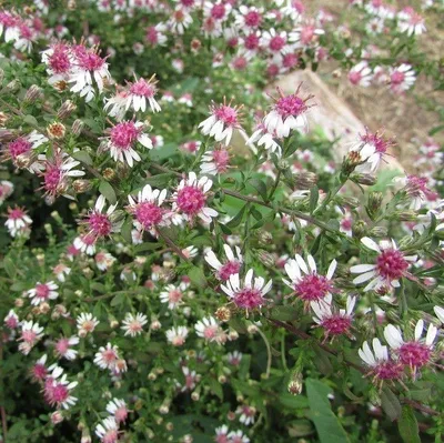 Produktbild von 6 Pflanzen Herbstaster ‘Horizontalis’, Aster lateriflorus