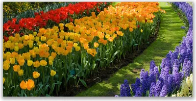 Produktbild von Tulup Leinwand-Bilder 140x70 Wandbild Canvas Kunstdruck Blumen Pflanzen