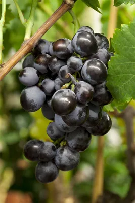 Produktbild von Vitis vinifera, Weinrebe, blau, 80–100 cm