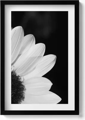 Produktbild von Gänseblümchenblüten in schwarz-weiß– Wandbild mit Rahmen – Gerahmtes Bild  – Wanddekoration – 40x60 cm –  Schwarz