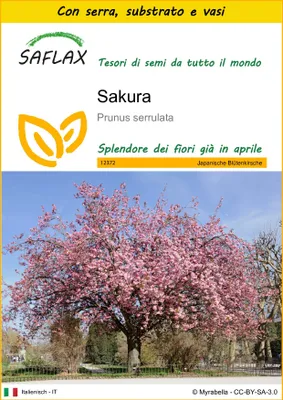 Immagine prodotto di SAFLAX Insieme di coltivazione - Sakura - 30 semi - Prunus