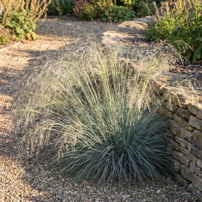 Produktbild von Stauden Gänge 1 x Eragrostis elliottii 'Blue Eros‘ im 1 Liter Topf - Blaues Liebesgras - Filigrane Schönheit mit bläulichem Schimmer