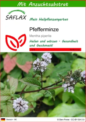 Produktbild von SAFLAX - Heilpflanzen - Pfefferminze - 300 Samen - Mit keimfreiem Anzuchtsubstrat - Mentha piperita