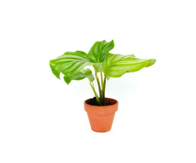Obrázek produktu pro Gardners Calathea Orbifolia, průměr 6 cm