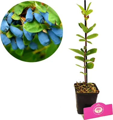 Produktbild von Set mit 4 Honigbeeren - Lonicera caerulea 'Larissa', 'Rebecca' - 9-cm-Topf - Mix A