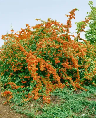 Produktbild von Pyracantha 'Bad Zwischenahn', Feuerdorn, orange Beeren, 40–60 cm