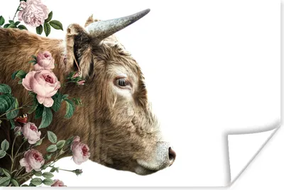 Produktbild von MuchoWow® Poster Schottischer Highlander - Rosen - Rosa - Weiß 180x120 cm - Fotoplakat