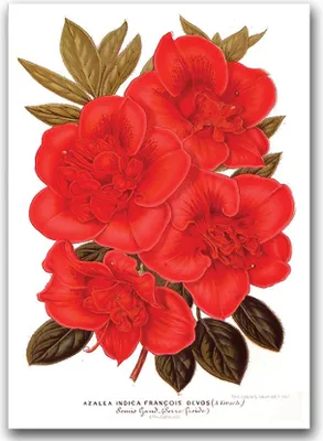 Produktbild von Poster - Canvas - Leinwand - 59,4 cm x 84,1 cm - Fotoposter - Leinwandkunst - Blumenmuster