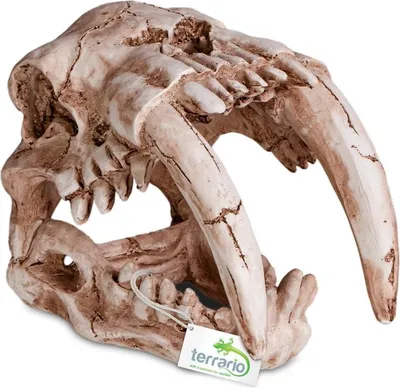 Immagine prodotto di Terrario Lebka Sabertooth - lebka tygra do terária 13x8,5x11 cm Terrario
