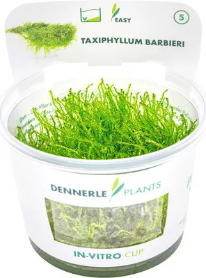 Obrázek produktu pro Taxiphyllum barbieri In-Vitro Javamoos
