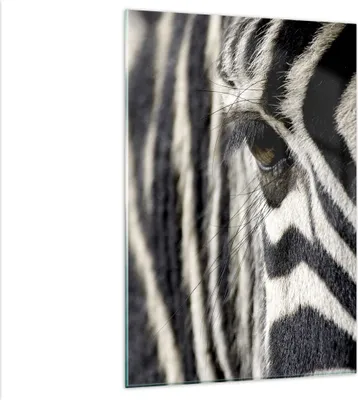 Produktbild von Bilder auf glas - Einteilig - Zebra Streifen Tierwelt Safari - 80x120cm - Glasbilder - Wandbilder - Bilder - Wanddekoration aus Glas - Glas Bilder - Wandbild auf Glas - GPA80x120-2195